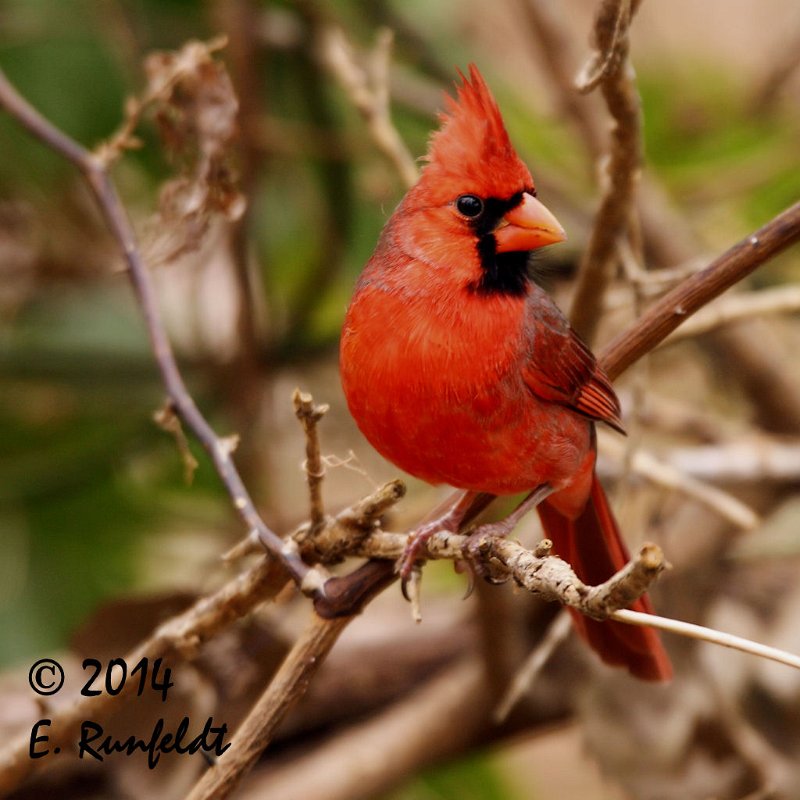 20Dec-CBC 470.jpg - Northern Cardinal male